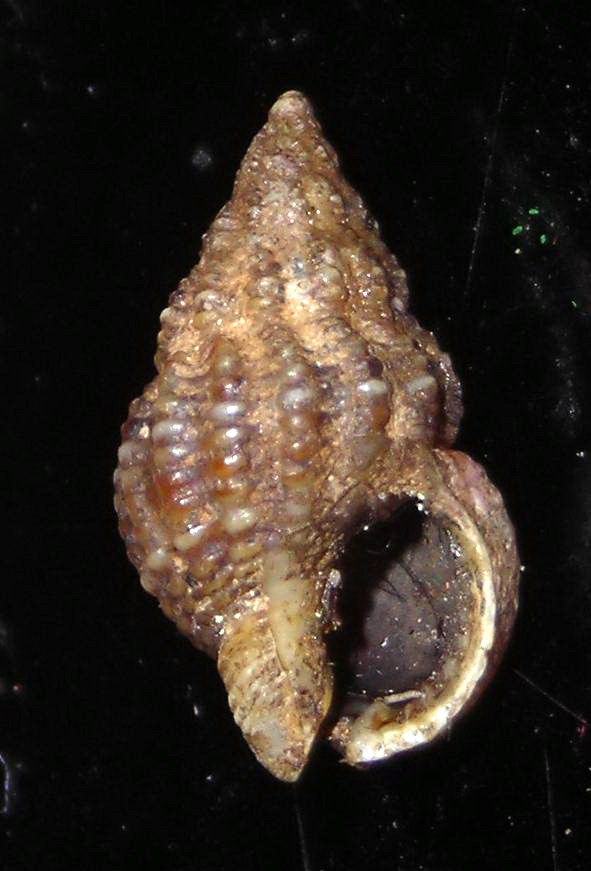 Conferma - Nassarius pygmaeus